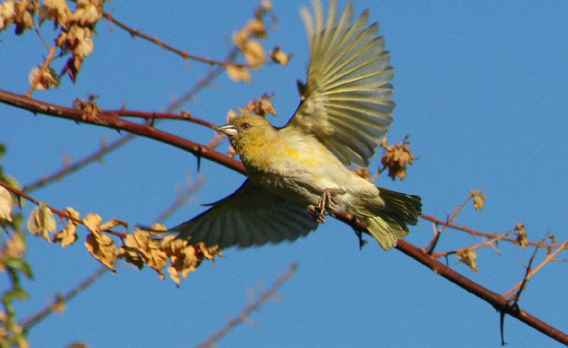 vinkmossie vlieg.jpg - Hard aan die werk...